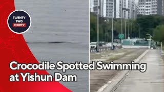 Shocking Crocodile Spotted Swimming at Yishun Dam  Rare Urban Sighting Caught on Camera [upl. by Drahcir449]