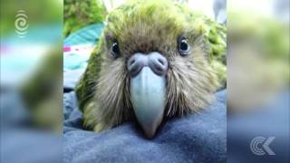 Kakapo breeding season off to a great start RNZ Checkpoint [upl. by Aralomo333]