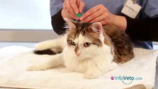 Comment appliquer une pipette antiparasitaire à votre chat [upl. by Dragone]