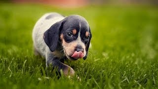 60 Seconds Of Cute Bluetick Coonhound Puppies [upl. by Kym185]