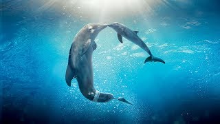 Healing songs of Dolphins amp Whales  Deep Meditative Music for Harmony of Inner Peace [upl. by Leodora]