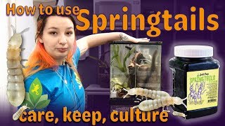 Springtails How to keep care and culture [upl. by Aikmat507]