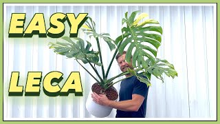 5 YEAR Old Thai Constellation Monstera to LECA Perlite  EASY SEMI HYDRO [upl. by Neltiak824]