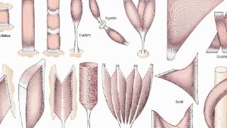 general anatomy 3 skeletal musclesdr  Sameh Ghazy [upl. by Casabonne]