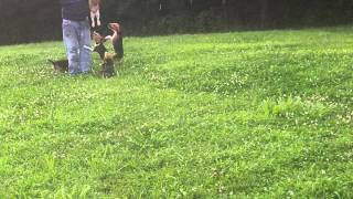 beagle pups sight chase [upl. by Nessy]