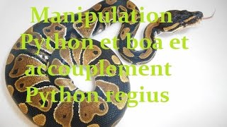 Manipulation Python et boa  accouplement Python regius  reproduction serpent [upl. by Ardine86]