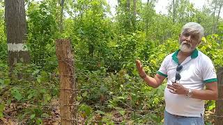 Irregular Shelterwood System  Scientific  Forest Management  Suman Bhattarai  IOFPC  Nepal [upl. by Ojyma175]