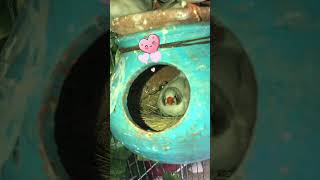 Cute birds  Zebra finch taking care of eggs 🥚  birds cute zebrafinch shorts bird pets yt [upl. by Antons852]