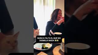 😱 El gato IMPRUDENTE 🤣 reelviral funnyvideo funnyshorts memes reelvideo meme funny [upl. by Nrubyar]