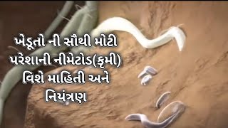 How nematodes damage plants  ખેડૂતો ની સૌથી મોટી પરેશાની નીમેટોડ કૃમી વિશે માહિતી અને નિયંત્રણ [upl. by Araccot805]