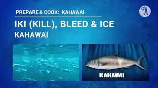 How to iki kill bleed and ice down a kahawai [upl. by Sankey]