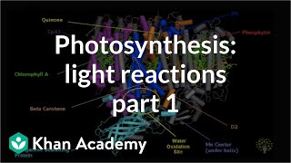 Photosynthesis Light Reactions 1 [upl. by Nwahsor]