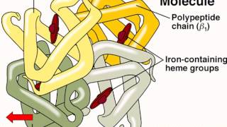 Hematology  Physiology  Part 1 [upl. by Etnwahs]