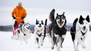 Pasi the Husky Farm Owner in Lapland  FINLAND [upl. by Ravaj]