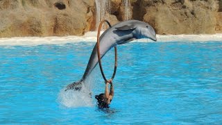 Les Dauphins  Loro Parque 2014 [upl. by Ramal]