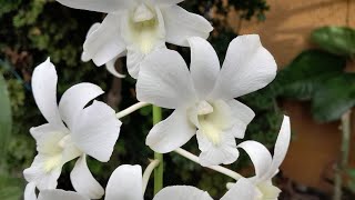 Dendrobium Phalaenopsis Orchids Summer Update [upl. by Ailgna60]