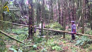 Guadua Bamboo Harvest and Treatment Process [upl. by Eikcuhc535]