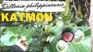 Katmon  Dillenia philippinensis  endemic tree of the Philippines endemicplantofthephilippines [upl. by Zere]