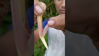 Banana pods have honey  It has to go to you  bushcraft survival camping skills sentohub food [upl. by Fulcher]