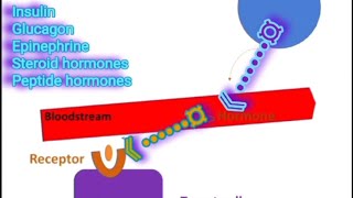 Receptors amp Signal Transduction A Summary Metabolism Made Easy [upl. by Vey]