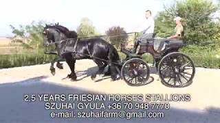 FRIESIAN HORSES FOR SALE FRÍZ LOVAK ELADÓK SZUHAI GYULA [upl. by Eanar226]