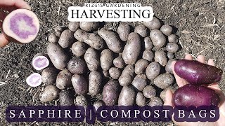 First time harvesting SapphireDark Purple Potatoes w Purple Flesh  70 Days [upl. by Shep463]