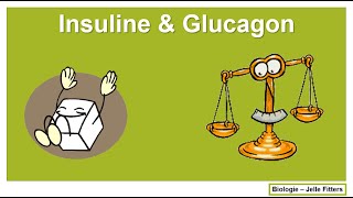 Regeling  Insuline amp Glucagon [upl. by Gorton]