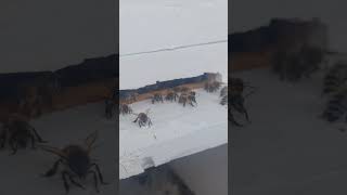 PČELE BEES النحل [upl. by Ellenuahs]