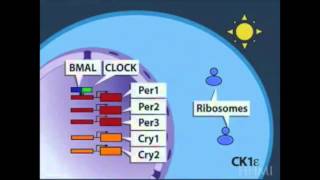 Circadian Rhythms in Mammals [upl. by Laveen]