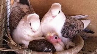 Beautiful Satinette pigeons amp babies [upl. by Kronick909]