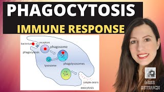 PHAGOCYTOSISAlevel Biology Phagocytes and macrophages engulf pathogens amp lysozyme destroys them [upl. by Ontina671]