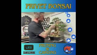 The Art of Enhancing Bonsai Trunks Privet Bonsai Pruning and Carving bonsai bonsaitree [upl. by Jessamyn61]