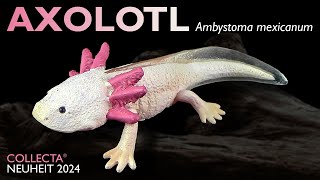 Collecta ® Axolotl Ambystoma mexicanum 2024 Review amp Wissen to go [upl. by Alyahc]