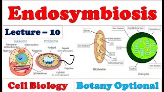 Theory of Endosymbiosis Evidences Mitochondria amp Chloroplast Origin Symbiosis Prokaryotes [upl. by Reifinnej616]