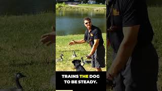 Mastering Dog Training Steadiness Drill [upl. by Einaffyt]