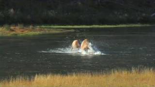 Elk Fighting in River  Yellowstone National Park [upl. by Christal]