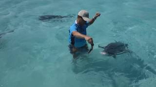 Hand Feeding Monster 100lb Giant Trevally GTs in the Cook Islands  IFISH [upl. by Baggott563]