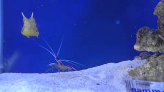 Shrimp trying to clean Longhorn cowfish [upl. by Zeidman]