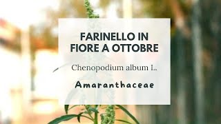 LA QUINOA CHE TI CRESCE GRATIS IN GIARDINO  Chenopodium album L  Farinello  White goosefoot [upl. by Lexine]