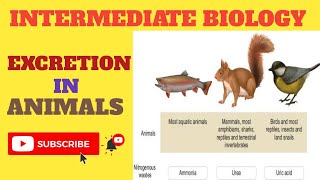 EXCRETION in Animals 2nd Year Biology [upl. by Leik]