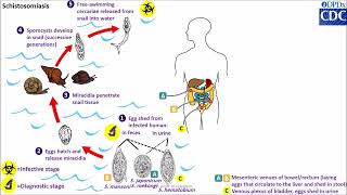 biologymentors1980 Schistosoma Phylumplatyhelminthese SchistosomalifecycleSchistosomiasisNEET [upl. by Noby]