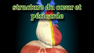 la structure du péricarde et rapports du cœur 2ème année médecine [upl. by Omlesna905]