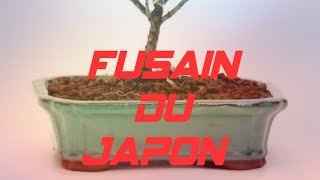 FUSAIN DU JAPON Euonymus japonicus mise en forme bonsaï [upl. by Dedie317]