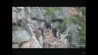 Fledge Watch at the West End Nest Compilation of Wing Exercising 05192024 exploreorg [upl. by Anauqed]