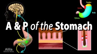 Anatomy and Physiology of the Stomach Animation [upl. by Primrosa]