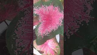 Caladium varieties Caladium gardening gardenlover garden gardengingtips shots shortvideos [upl. by Ahtibat]