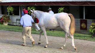 2024 Magic Millions Gold Coast Yearling Sale Day 7 [upl. by Oigimer164]