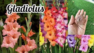 Grow Gladiolus corms  Growth tips for Gladioli [upl. by Ardnasak]