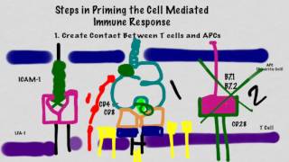 T cell priming [upl. by Gilliette654]