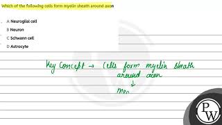 Which of the following cells form myelin sheath around axon [upl. by Nylanej]